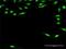 Regulatory Factor X Associated Protein antibody, H00005994-D01P, Novus Biologicals, Immunofluorescence image 
