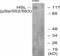 Lipase E, Hormone Sensitive Type antibody, A06762S552, Boster Biological Technology, Western Blot image 