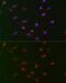 Cell Division Cycle 34 antibody, GTX33081, GeneTex, Immunocytochemistry image 