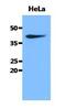 Creatine kinase U-type, mitochondrial antibody, GTX53700, GeneTex, Western Blot image 