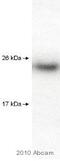Heat Shock Protein Family B (Small) Member 1 antibody, ab2790, Abcam, Western Blot image 