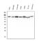 Hexokinase 1 antibody, M01504-2, Boster Biological Technology, Western Blot image 