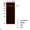 Phosphoinositide-3-Kinase Regulatory Subunit 1 antibody, LS-C814191, Lifespan Biosciences, Western Blot image 