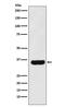 Mitochondrial Fission Factor antibody, M02563, Boster Biological Technology, Western Blot image 