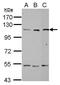 Alanyl-TRNA Synthetase antibody, GTX112386, GeneTex, Western Blot image 