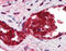 Solute Carrier Family 4 Member 1 (Diego Blood Group) antibody, TA317931, Origene, Immunohistochemistry frozen image 
