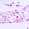 Glycogen Synthase Kinase 3 Alpha antibody, orb216120, Biorbyt, Immunohistochemistry paraffin image 