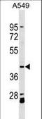 Actin Like 8 antibody, LS-C161003, Lifespan Biosciences, Western Blot image 