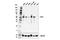Receptor Interacting Serine/Threonine Kinase 3 antibody, 86671S, Cell Signaling Technology, Western Blot image 
