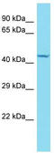 Family With Sequence Similarity 214 Member B antibody, TA337387, Origene, Western Blot image 