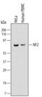Neurofibromin 2 antibody, MAB5616, R&D Systems, Western Blot image 
