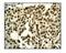 Activating Transcription Factor 1 antibody, GTX62032, GeneTex, Immunohistochemistry frozen image 