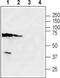 Solute Carrier Family 47 Member 2 antibody, PA5-77555, Invitrogen Antibodies, Western Blot image 