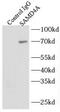 Sterile Alpha Motif Domain Containing 4A antibody, FNab07588, FineTest, Immunoprecipitation image 