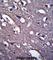 Proline Rich 18 antibody, abx027509, Abbexa, Western Blot image 