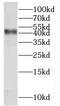 Mitochondrial Ribosomal Protein L38 antibody, FNab05331, FineTest, Western Blot image 