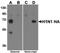 Seasonal H1N1 Hemagglutinin antibody, PA5-20713, Invitrogen Antibodies, Western Blot image 