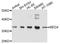 Mediator Complex Subunit 4 antibody, A9150, ABclonal Technology, Western Blot image 