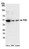 Phosphogluconate Dehydrogenase antibody, A305-404A, Bethyl Labs, Western Blot image 