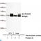 RAD9 Checkpoint Clamp Component A antibody, LS-C814115, Lifespan Biosciences, Immunoprecipitation image 