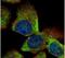 Vesicle Trafficking 1 antibody, PA5-21831, Invitrogen Antibodies, Immunofluorescence image 