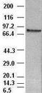 Signal Transducer And Activator Of Transcription 4 antibody, GTX83548, GeneTex, Western Blot image 