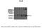 Rhabdomyosarcoma antigen MU-RMS-40.8 antibody, 28-196, ProSci, Enzyme Linked Immunosorbent Assay image 