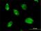 Kallikrein Related Peptidase 10 antibody, H00005655-B01P, Novus Biologicals, Immunofluorescence image 