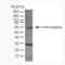 Hemoglobin subunit beta antibody, 4870-3979G, Bio-Rad (formerly AbD Serotec) , Western Blot image 