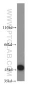 DNA Damage Inducible 1 Homolog 1 antibody, 13968-1-AP, Proteintech Group, Western Blot image 