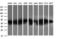 Parvin Alpha antibody, LS-C787967, Lifespan Biosciences, Western Blot image 