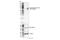 Activating Transcription Factor 2 antibody, 15411S, Cell Signaling Technology, Western Blot image 