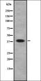 G Protein-Coupled Receptor 35 antibody, orb335551, Biorbyt, Western Blot image 