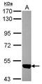 Activin A Receptor Type 2A antibody, PA5-27477, Invitrogen Antibodies, Western Blot image 