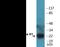 Histone H1.5 antibody, EKC2264, Boster Biological Technology, Western Blot image 