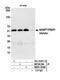 Nicotinamide Phosphoribosyltransferase antibody, NBP2-76368, Novus Biologicals, Immunoprecipitation image 