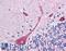 Pleckstrin Homology Domain Containing O1 antibody, LS-B5042, Lifespan Biosciences, Immunohistochemistry frozen image 