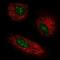 Integral membrane protein GPR137 antibody, NBP2-38976, Novus Biologicals, Immunofluorescence image 