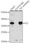 Thiosulfate Sulfurtransferase antibody, 13-709, ProSci, Immunoprecipitation image 