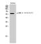 Mitogen-Activated Protein Kinase 15 antibody, STJ90517, St John