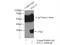 Egl-9 Family Hypoxia Inducible Factor 3 antibody, 18325-1-AP, Proteintech Group, Immunoprecipitation image 