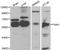 Fatty Acid Amide Hydrolase antibody, LS-C192430, Lifespan Biosciences, Western Blot image 