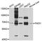 Protein-arginine deiminase type-1 antibody, abx136055, Abbexa, Western Blot image 