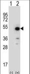 Peptidylprolyl Isomerase D antibody, LS-C163901, Lifespan Biosciences, Western Blot image 