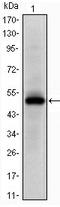 Ephrin type-A receptor 10 antibody, AM06621SU-N, Origene, Western Blot image 