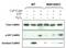 Calcium/Calmodulin Dependent Protein Kinase II Alpha antibody, GTX36254, GeneTex, Western Blot image 