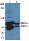 Cellular Communication Network Factor 1 antibody, LS-C293625, Lifespan Biosciences, Western Blot image 