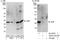 Density Regulated Re-Initiation And Release Factor antibody, A303-010A, Bethyl Labs, Immunoprecipitation image 