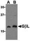 MTOR Associated Protein, LST8 Homolog antibody, LS-B569, Lifespan Biosciences, Western Blot image 