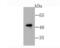 Erythroid transcription factor antibody, NBP2-66862, Novus Biologicals, Western Blot image 